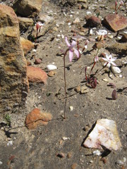 Disa bifida