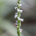 Spiranthes hongkongensis - Photo (c) Colin Chiu, some rights reserved (CC BY-NC), uploaded by Colin Chiu
