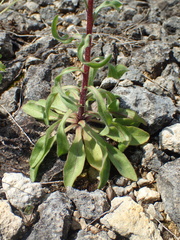Erigeron acris acris