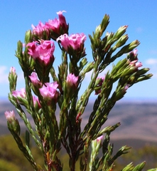 Erica bracteolaris