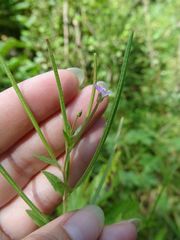 Epilobium adenocaulon