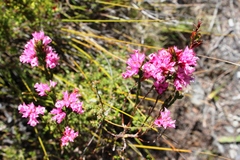 Erica bracteolaris