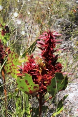 Protea witches broom phytoplasma