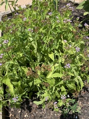 Conoclinium coelestinum