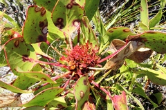 Protea witches broom phytoplasma