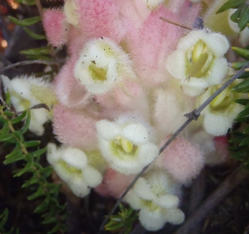 Candyfloss Inkflower