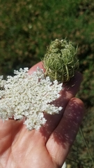 Daucus carota sativus