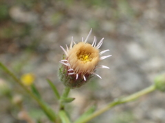 Erigeron acris acris
