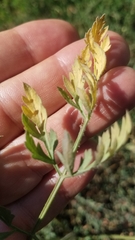 Daucus carota sativus
