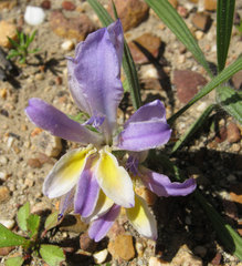 Babiana patula