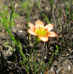 Romulea jugicola