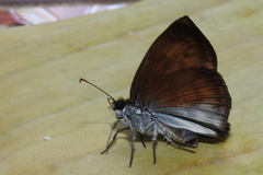 Anastrus sempiternus