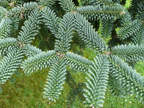 Spanish fir