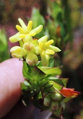 Gnidia oppositifolia