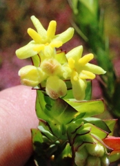 Gnidia oppositifolia
