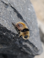 Cephenemyia stimulator