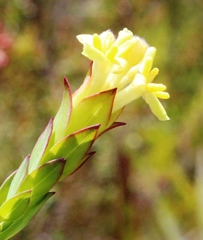 Gnidia oppositifolia