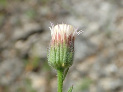 Erigeron acris acris
