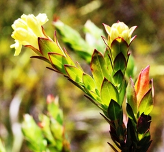 Gnidia oppositifolia