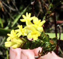 Gnidia oppositifolia