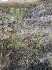 Galatella linosyris
