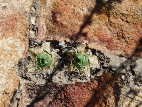 Drimia ciliata