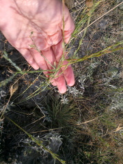 Galatella linosyris