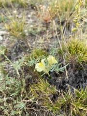 Linaria buriatica
