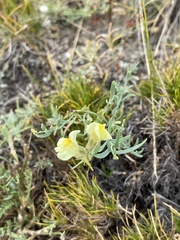 Linaria buriatica