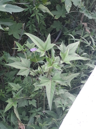 violettas