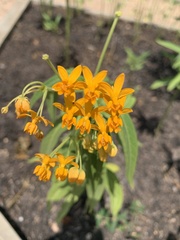 Asclepias curassavica