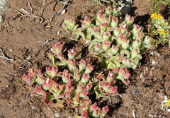 Mesembryanthemum crystallinum