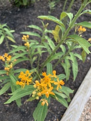Asclepias curassavica