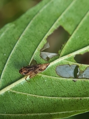 Evacanthus acuminatus