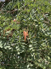 Robinia pseudoacacia