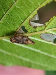 Evacanthus acuminatus