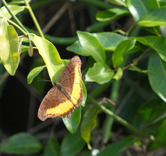 Eurytela dryope
