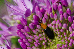 Nemognatha piazata