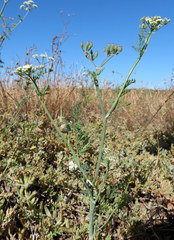 Capnophyllum africanum