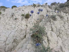 Echinops ritro ruthenicus