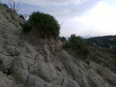 Lepidium turczaninowii