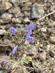 Dracocephalum olchonense