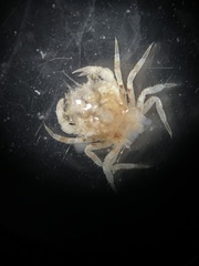 Telmessus cheiragonus