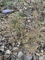 Chamaerhodos grandiflora