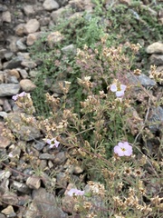 Chamaerhodos grandiflora