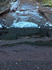 Ascophyllum nodosum