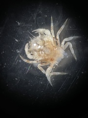 Telmessus cheiragonus