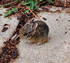 Sylvilagus floridanus