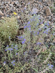 Dracocephalum olchonense