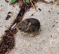 Sylvilagus floridanus